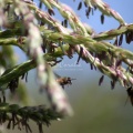 Honeybees_are_buzzing_in_the_Corn_1034.jpg
