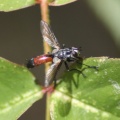 Hoverfly Brachypalpoides lentus 092