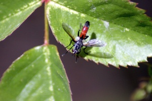 Hoverfly Brachypalpoides lentus 128