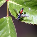 Hoverfly Brachypalpoides lentus 128