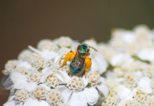 Insects - display this album Insects