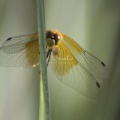 Insect_Dragonfly_093.jpg