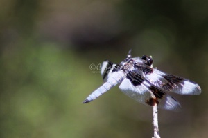 Jefferson County Oregon Dragonfly 558