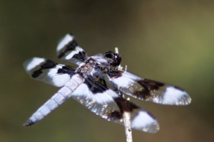 Jefferson County Oregon Dragonfly 585