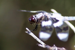 Jefferson County Oregon Dragonfly Face 642