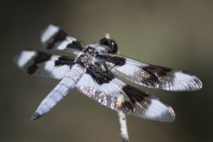 Jefferson County Oregon Dragonfly Wings 623