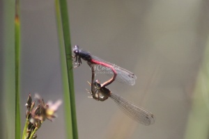 Mating Dragonflies 296