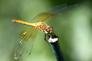 Orange Dragonfly 275
