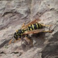 Paper Wasp Cleaning Himself 114