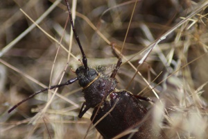 Pine Sawyer Beetle 1049