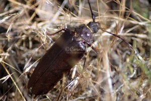 Pine Sawyer Beetle 1063