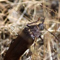 Pine Sawyer Beetle 1064