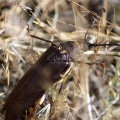 Pine Sawyer Beetle 1065