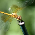 The_Wings_of_the_Dragonfly_297.jpg