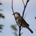 House Sparrow Bird 815