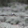 Jefferson County Oregon Songbird 397