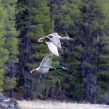 mallard ducks bird 315