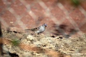 White Crowned Sparrow 016
