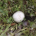 mushroom 172