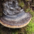 mushroom 2742