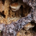 mushroom 2745