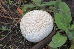 puff ball mushroom 198
