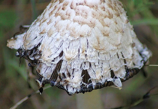 Mushrooms - display this album Mushrooms