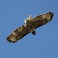 Red Tailed Hawk 301twitter
