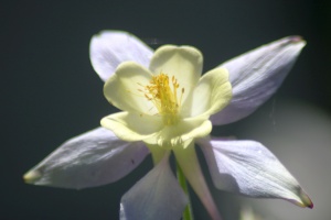 Columbine Flower