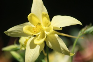Columbine Flower
