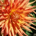 Dahlia Flower