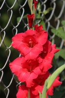 Gladiolus Flowers