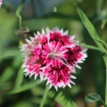 Dianthus Flower