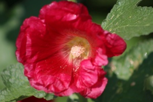 Hollyhock Flower