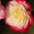 Rose Flower 153