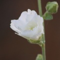 White Hollyhock Flower