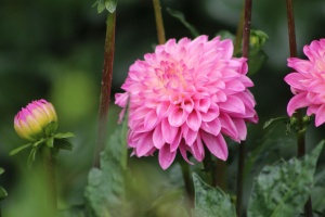 Dahlia Flower