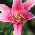 lily flower 008
