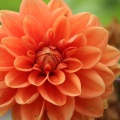 Dahlia Flower Bloom 032