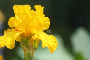 hoverfly bearded iris flower 311