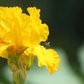 hoverfly bearded iris flower 311