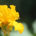 hoverfly on the  tall bearded iris flower 310.jpg