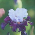 tall bearded iris flower 025