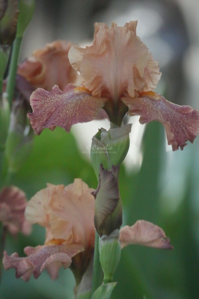 tall bearded iris flower 030.jpg