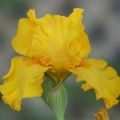 tall bearded iris flower 033