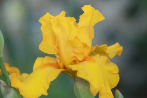 tall bearded iris flower 035