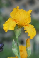 tall bearded iris flower 038