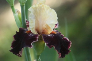 tall bearded iris flower 039