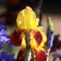 tall bearded iris flower 083