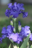 tall bearded iris flower 093